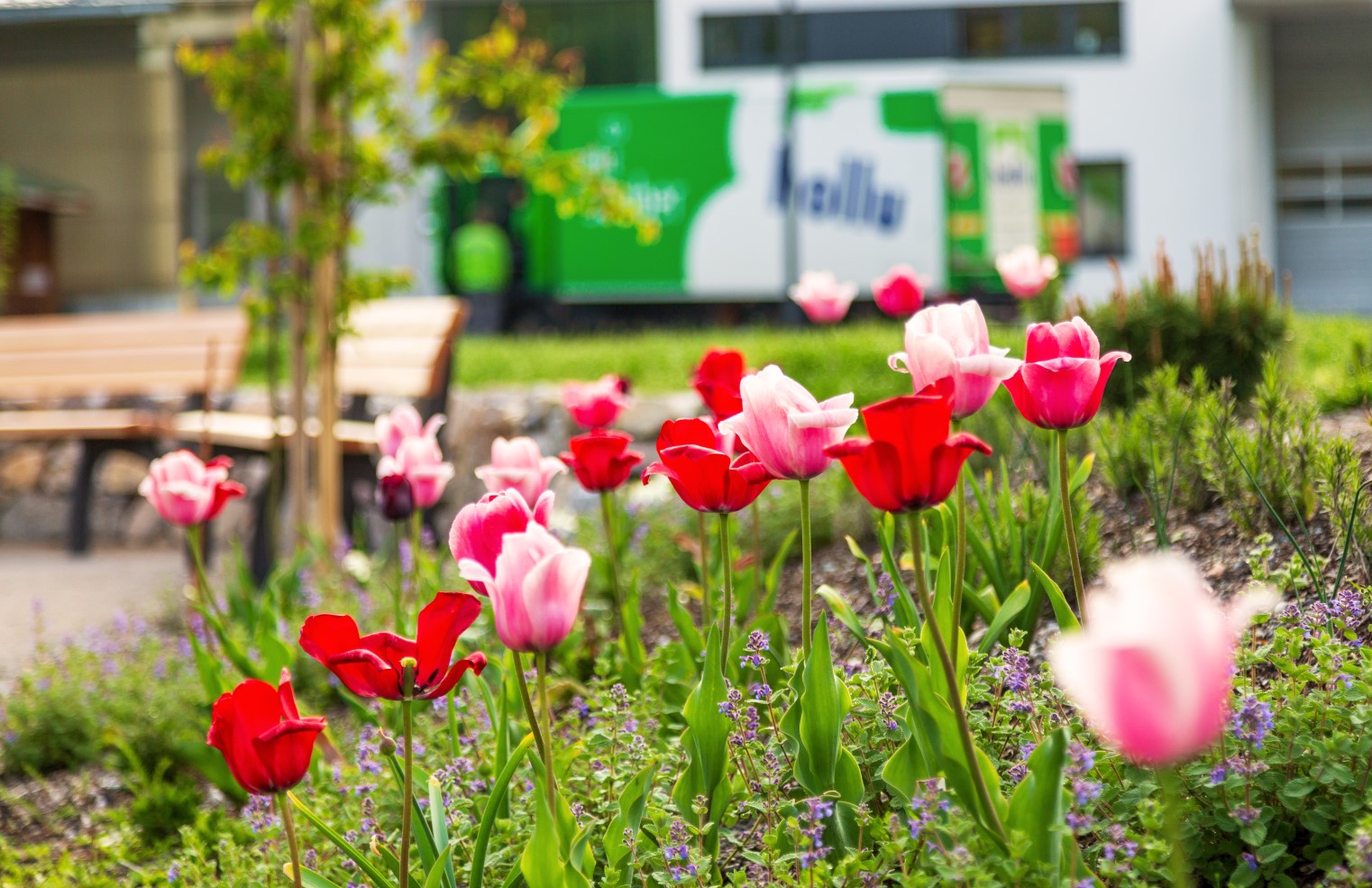 Blumen in einem Park